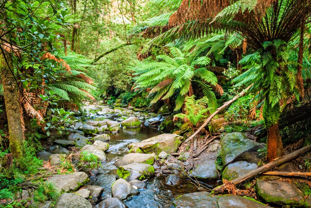 Maits Rest - Great Otways Nationa Park